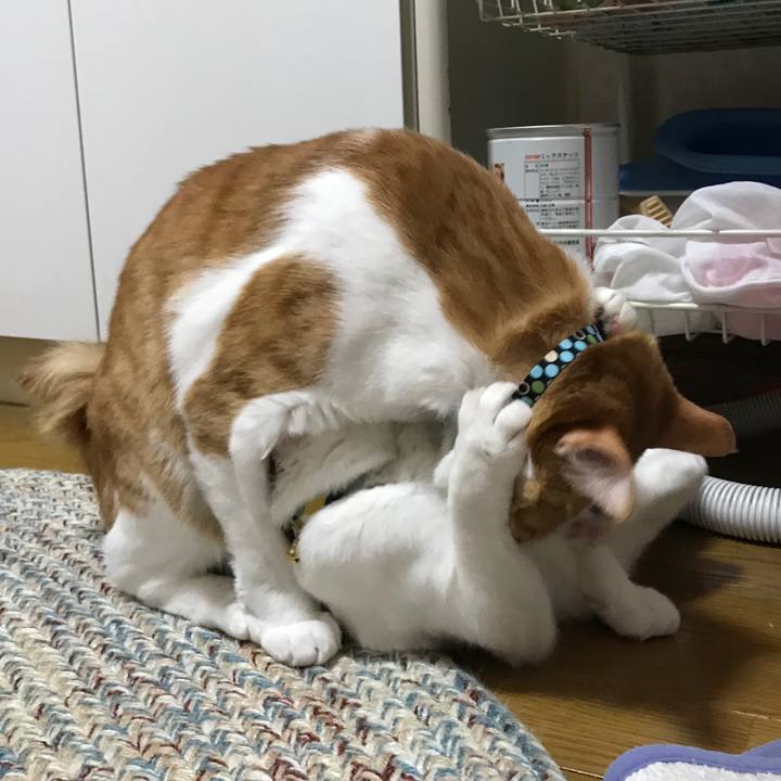 Ed1a414a 4e21 4df4 a8bb 0507a88d6868 1524265561967