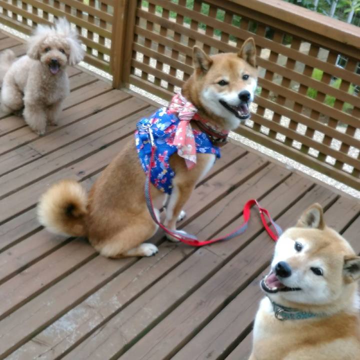 Ed1dea9d 6ab0 4c1e b776 bbb253ad82f7 1530614101097