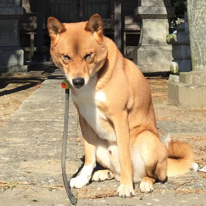 Ed1f08ad 6197 49ef 978f 615dd9429743 1513290175498