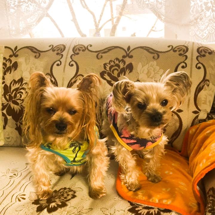 Ed28bb30 f6e5 4c2f af58 0a4bd256175a 1577773123231