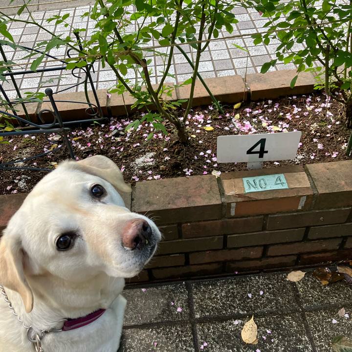 Ed28fc26 8781 4308 b980 aa8dac55c282 1683937108988