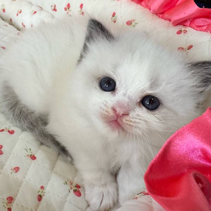 Ed2ca158 886a 4e54 b3f7 bc168377d778 1764549888154