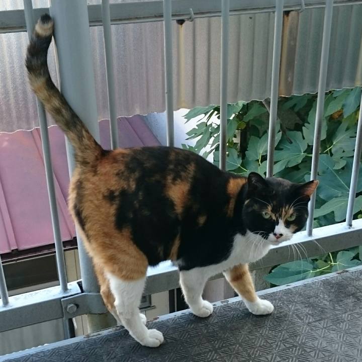 Ed30d4d1 3bde 49f0 903d cb416212164f 1509669183516