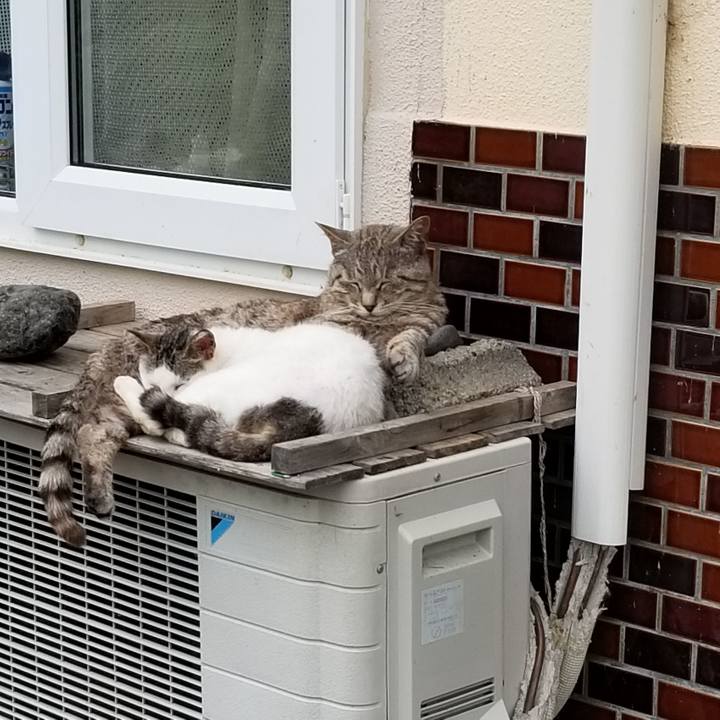 Ed329040 4ef4 44d7 b8ee 331c4ba03b41 1689308891711