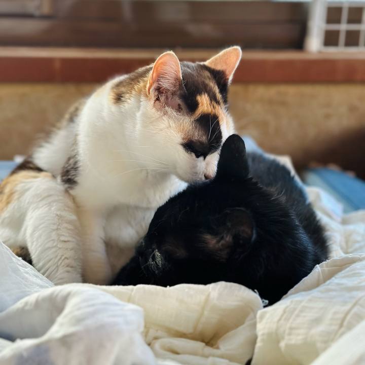 Ed340f06 1c79 446f 8c67 49a887bc06fb 1687917429621