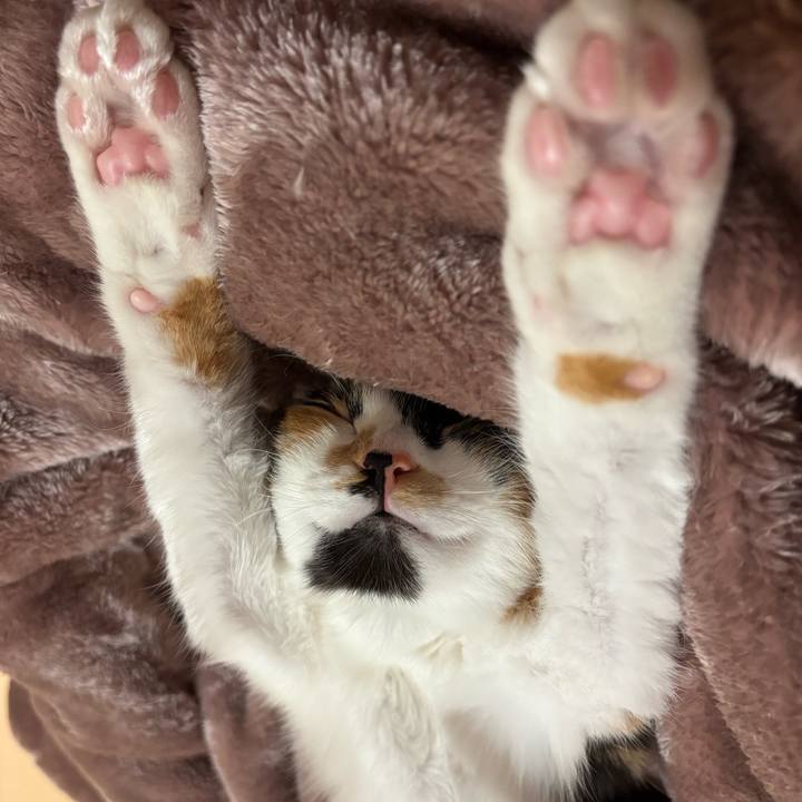 Ed3739ae a1e2 449d 8882 ee2502f0655e 1764587836492