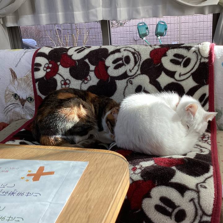 Ed379ad2 2c18 40e1 af30 33911a8440a7 1674780968136