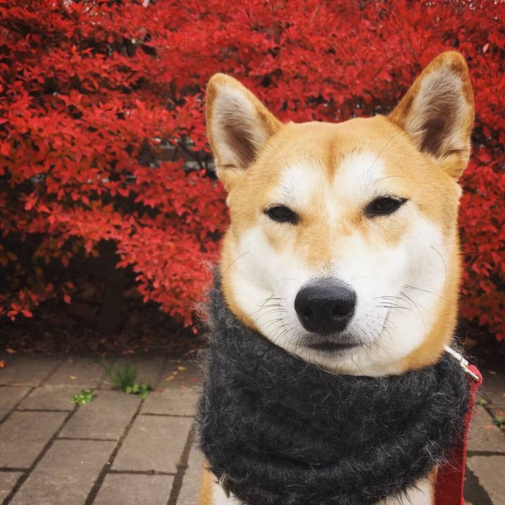 Ed380885 64db 41e5 a7f5 57226a664fe4 1512360804912