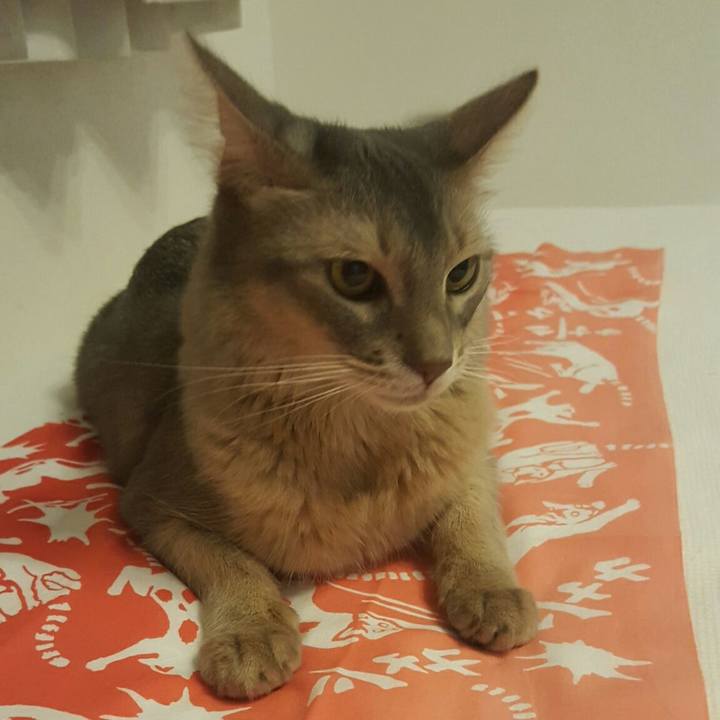 Ed3bc6c2 e19b 4684 8c78 49cb6ccd957b 1529846807841