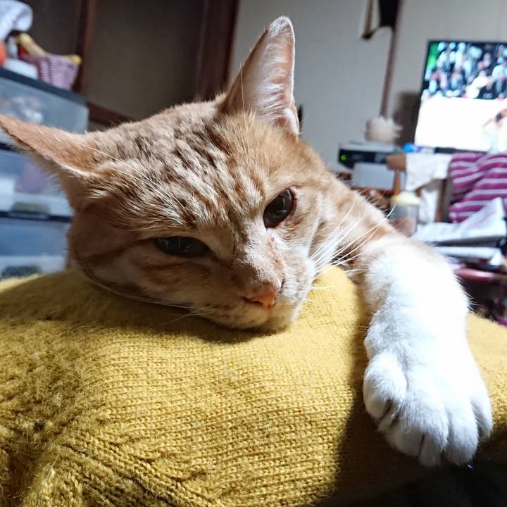 Ed3d76a0 4193 414f bec4 c62c9b081999 1573598462663