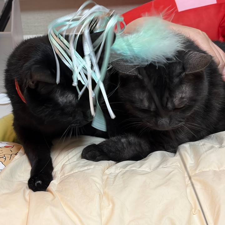 Ed41465b 452e 4727 9860 1b27e2e22b49 1772370073316