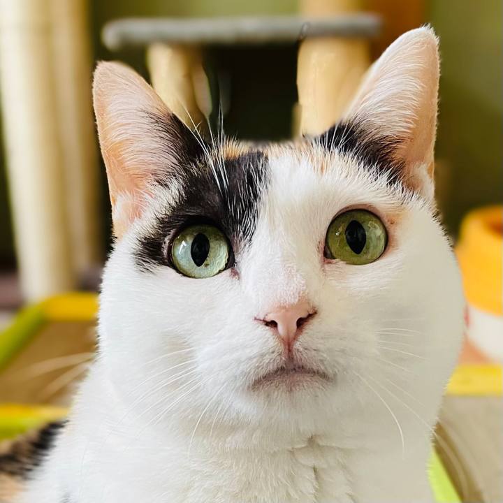 Ed452a60 564b 4b9a 99a6 9ee19717ce3f 1608601736348