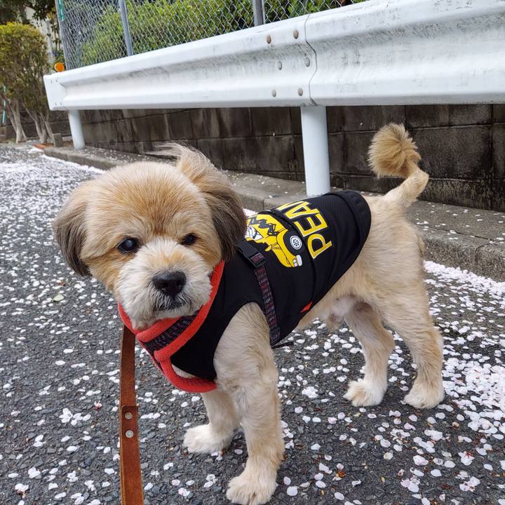 Ed4e1e8e b80a 4025 a0c4 6f234097d95a 1648724256566