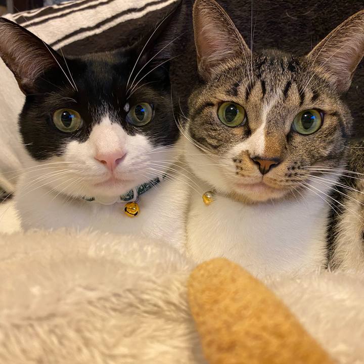 Ed4f2be7 c0e0 4b99 94dc 7caa3999ff39 1762825250432