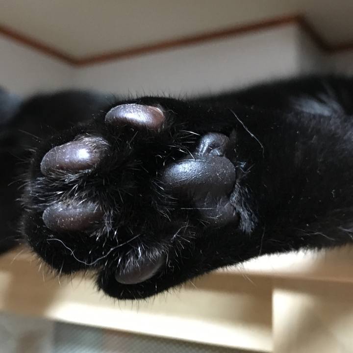 Ed53fdad 4f4f 4498 a757 0cd1e2f3390c 1510116914230