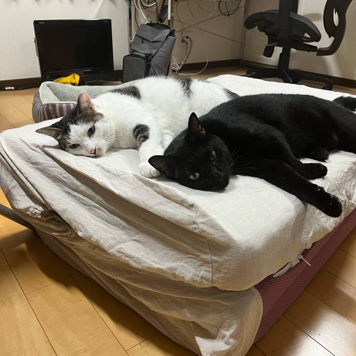 Ed55cb9c 1095 4186 9256 bcf0a41f69a8 1695462884808