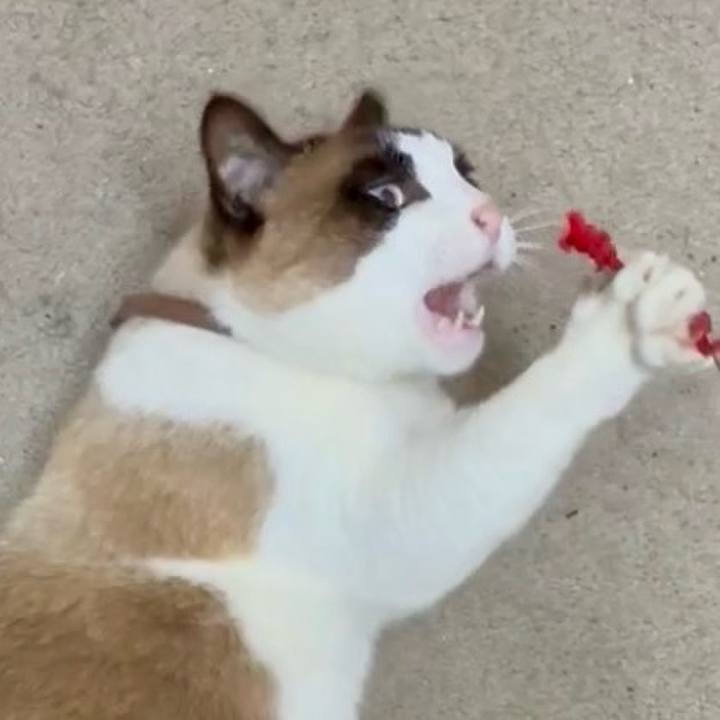 Ed564ced e102 4cfd 944c a5e480d98d2b 1745376865181