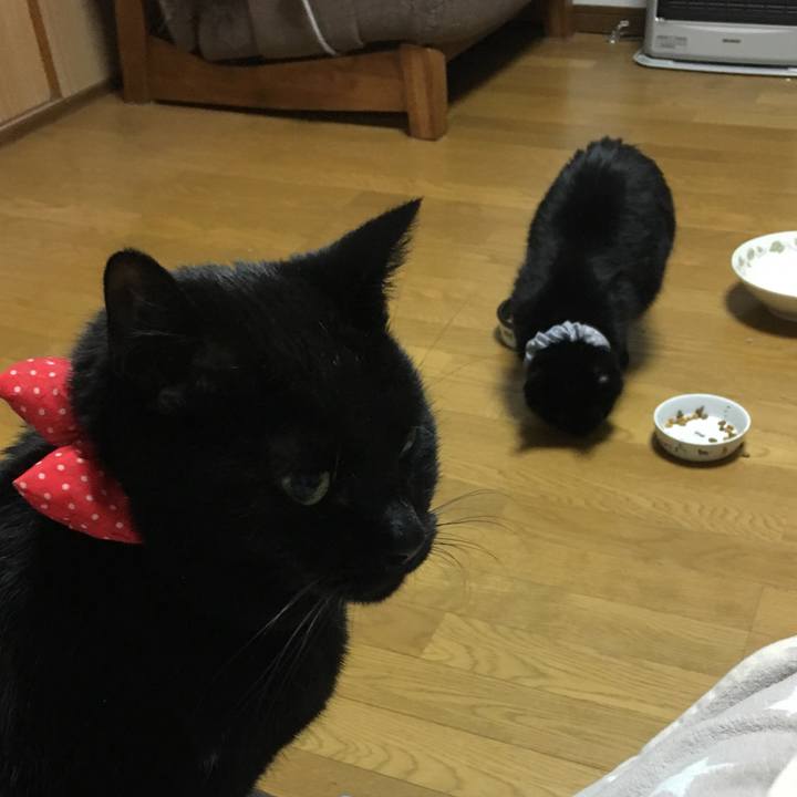 Ed5c493d 0365 4f08 9ad3 d4002f8b9e61 1544611158821