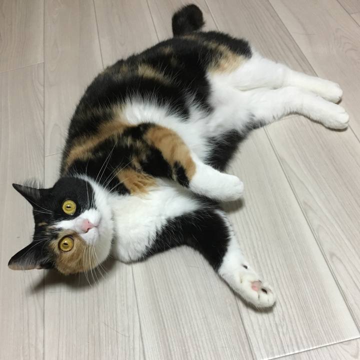 Ed65dcdf 67e8 4542 8953 ed90e0d2098f 1513596757315