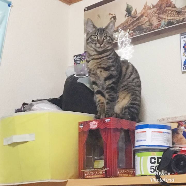 Ed669e5f 0c9d 48a9 bb09 38ed849bae15 1545568761823