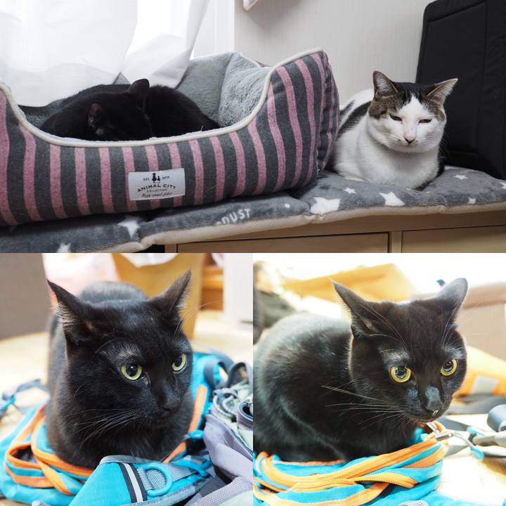 Ed68bc63 2bee 4c5d a322 17918aae7c6a 1546221393486