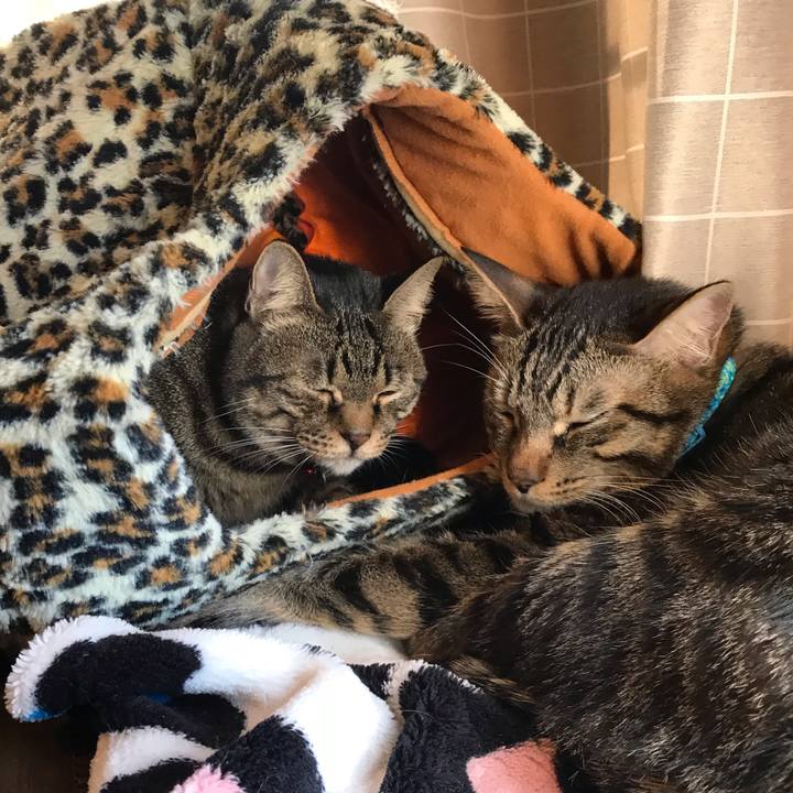 Ed6f7dc9 3bd9 438e a4fa bacf7a43980f 1542807457255