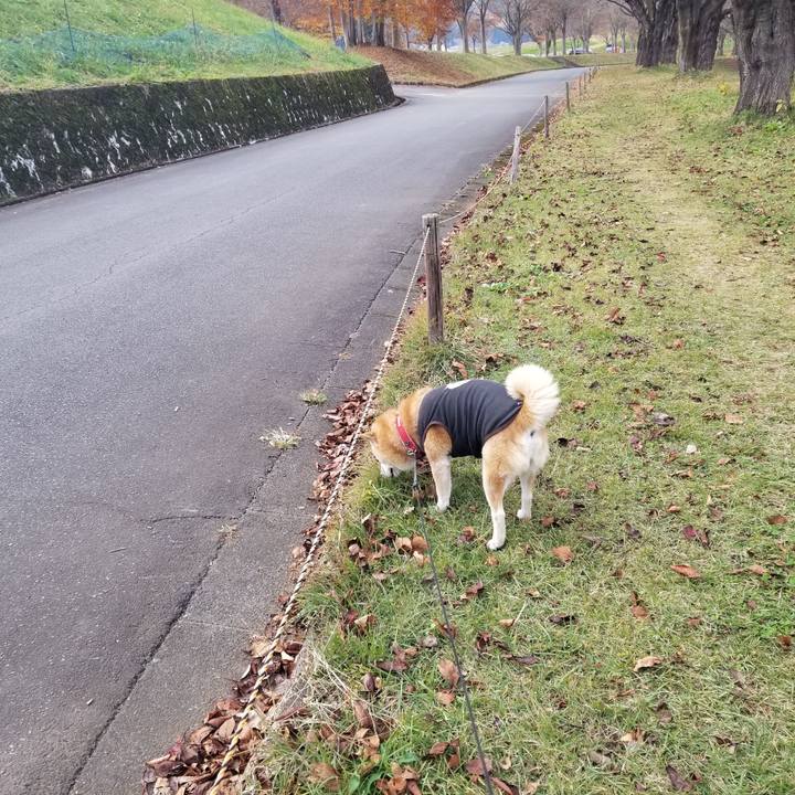 Ed7294e1 e39e 4311 a91e 7f99ab04dbee 1731813927847