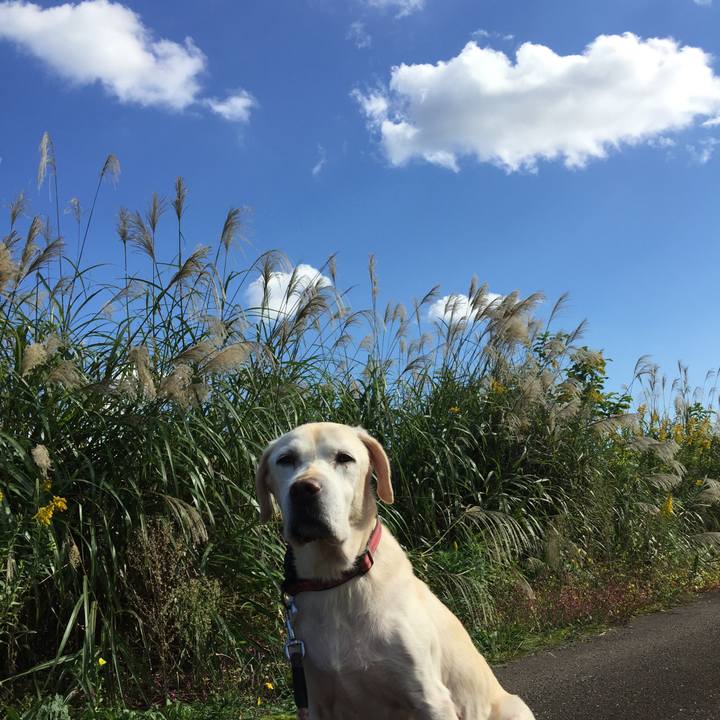 Ed792d6a f970 4d5c a8cd e032a4a1523c 1508218076561