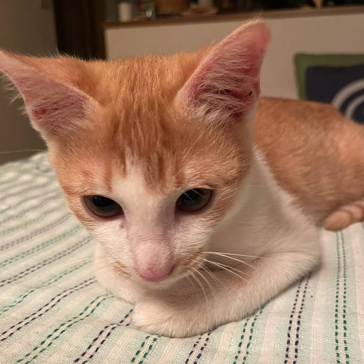 Ed7a663d fd58 4cfd a105 1a38254f2f63 1699102331320