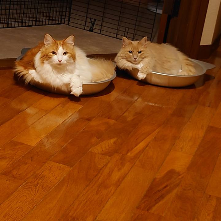 Ed7adbb6 1e5b 4659 adf3 a7c1493c1ea2 1599397877259