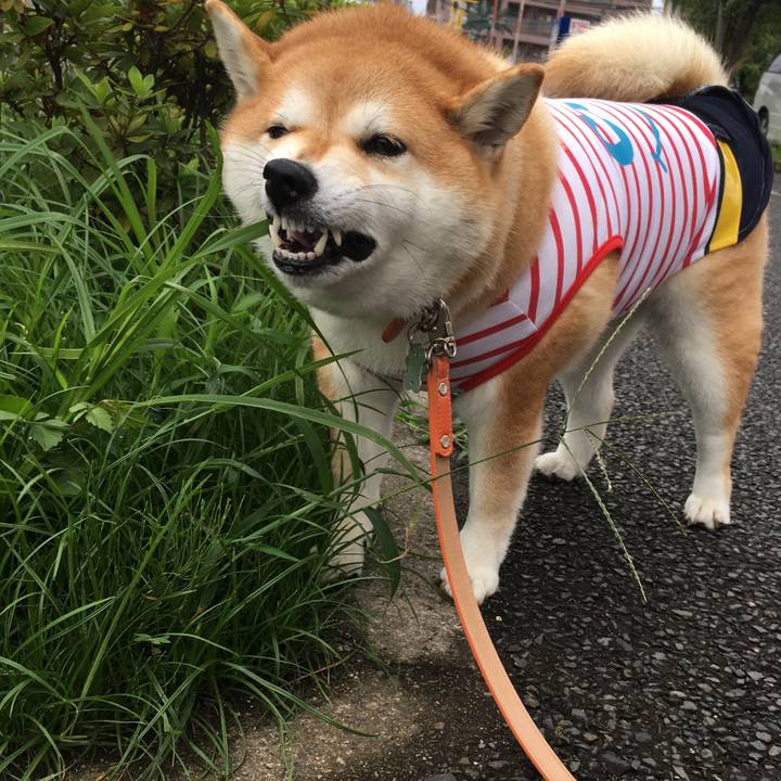 Ed7b2d48 52f5 4e0c b8e7 203f424a8ee4 1566427130452