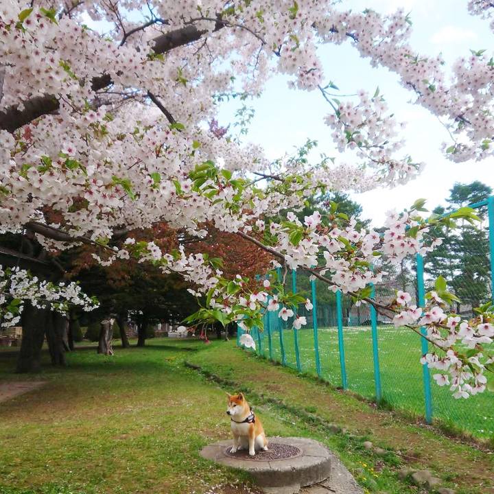 Ed7e3fa3 1131 47ab 9890 bcc757ad5427 1525401313610