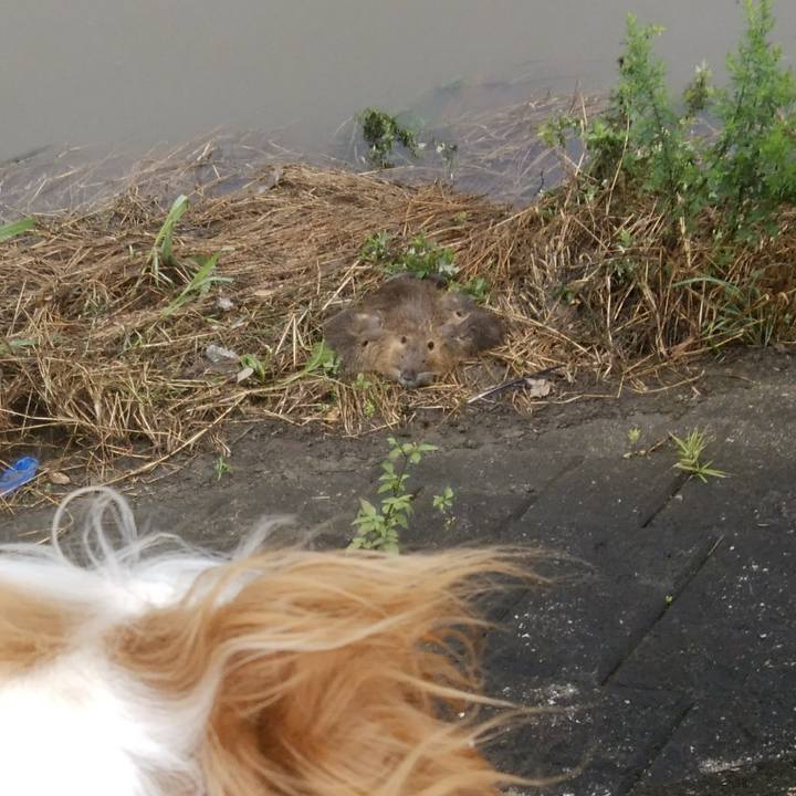 Ed7e9616 e2f2 406d 9858 76d457d813b0 1529753659782