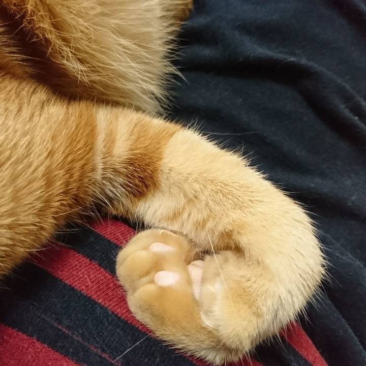 Ed802b9e 0b7a 482c bdf0 538ae58eb47a 1507937005818