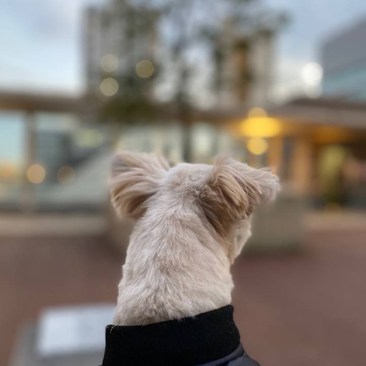 Ed821f43 3742 4029 ab86 93e12214ee29 1575541079181