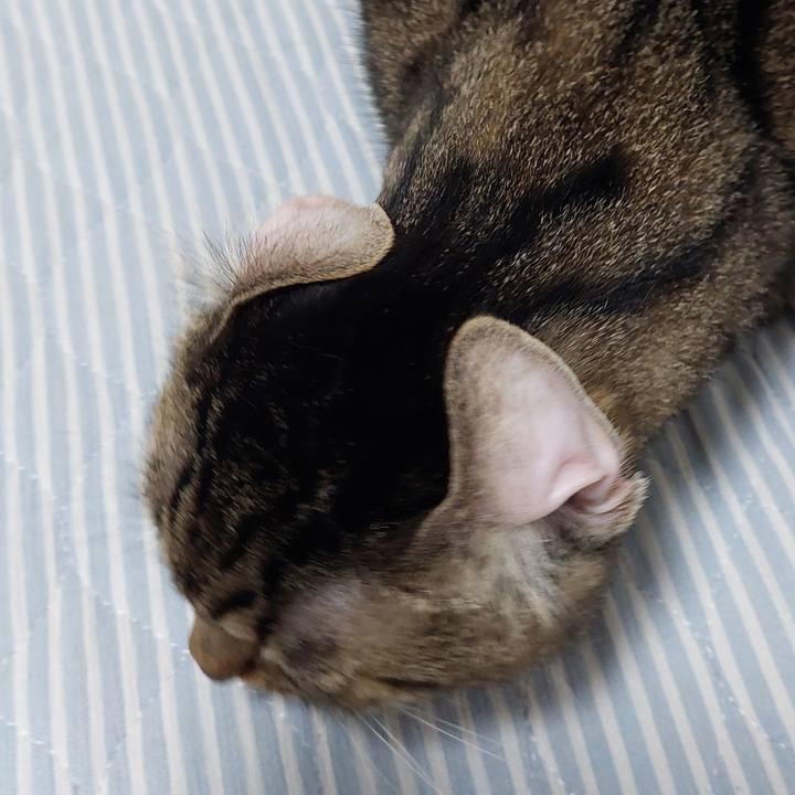 Ed85d782 0935 42ad af1d 6334a8f8f832 1635283242131