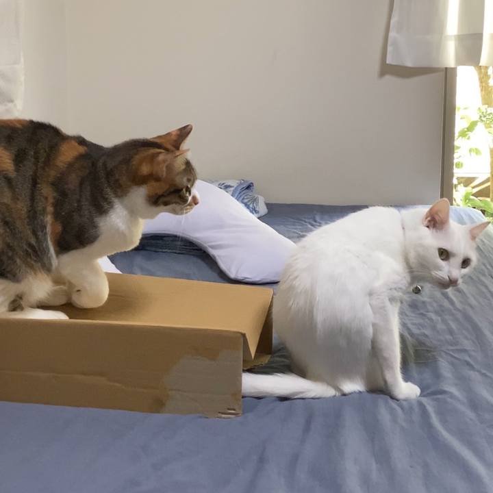 Ed88bbc5 c5bc 4ab3 b29d 979772d9f03d 1692326001644