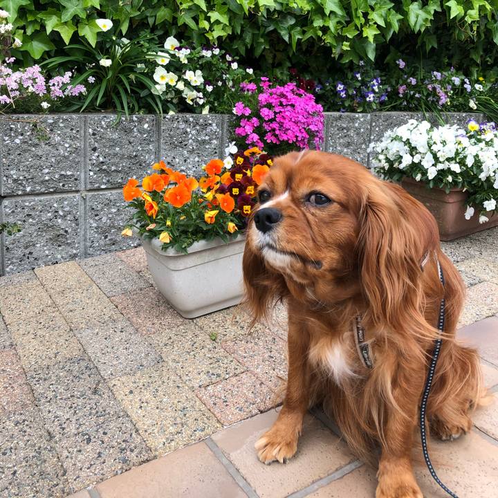 Ed8ec87b f7b4 4fce bb80 e30106e4fc6a 1587901616896