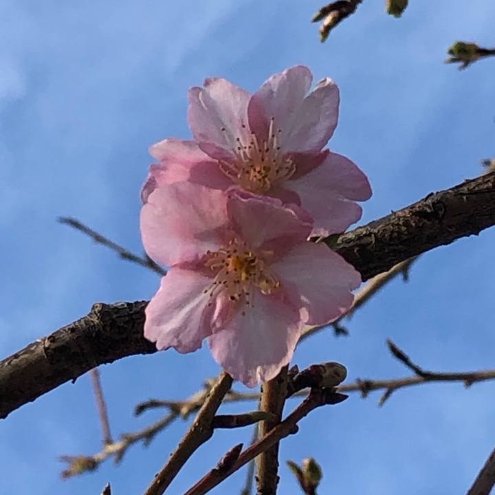 Ed94c54b 98d8 4551 ba23 de8733ea60be 1611886750351