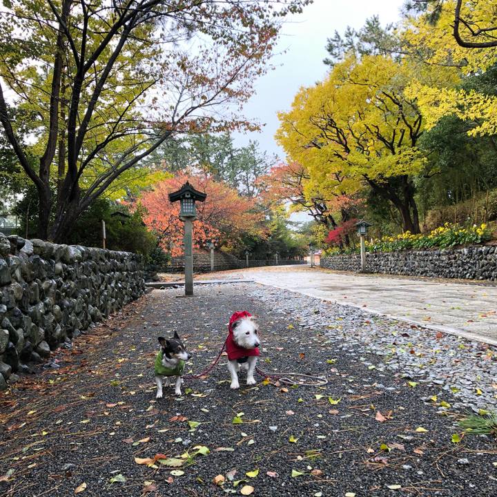 Ed95861a 2cd5 4217 8b43 6e991513bee1 1573774988336