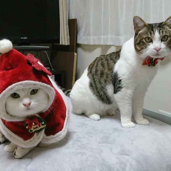 Ed988f92 5c6d 4f90 a41b 66a5f947fd26 1545698136281