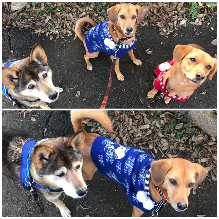 Ed99a517 25a5 4ac6 b309 a90fb7b9bc07 1513817119120