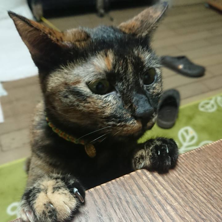 Eda4ad02 4b94 4ac8 8354 7d92d3cee0e2 1508509189948