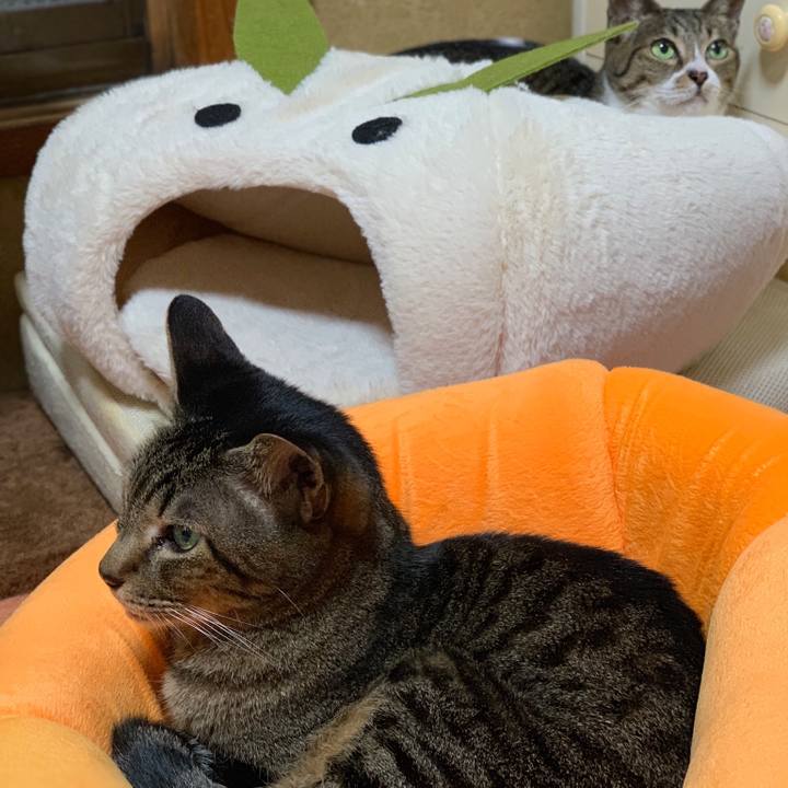 Edaa95a5 5fed 4486 8939 b082bf110f74 1540950982355