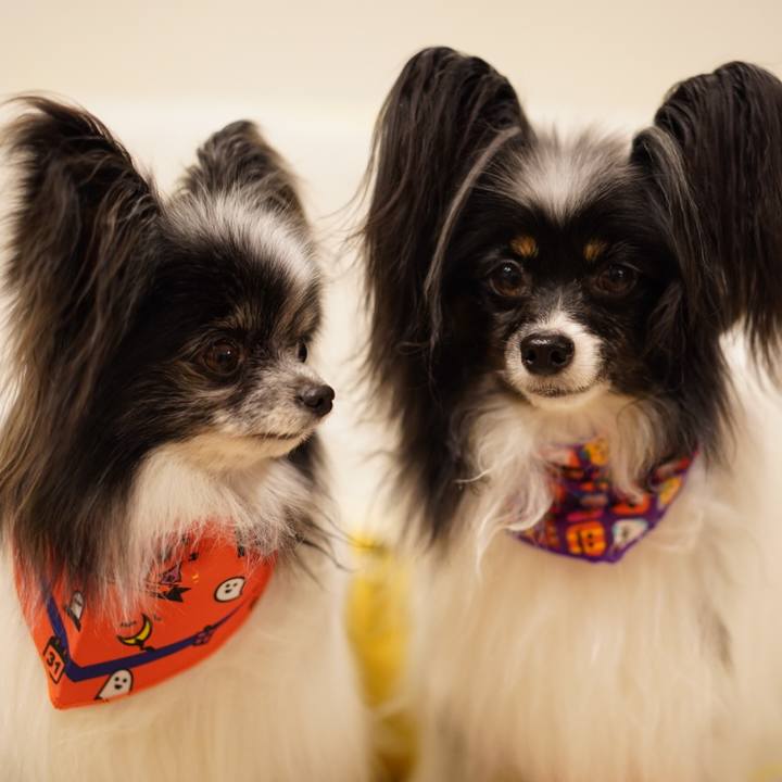 Edafc177 a53f 4833 afc8 33d3a093a292 1665007103082