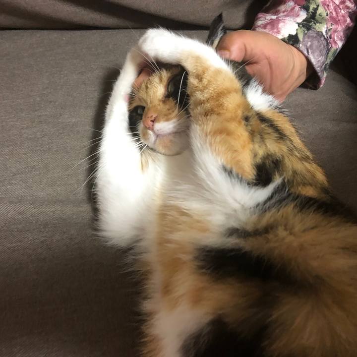 Edbc250e 4508 48c0 b8c3 cbe16e082734 1571146742127