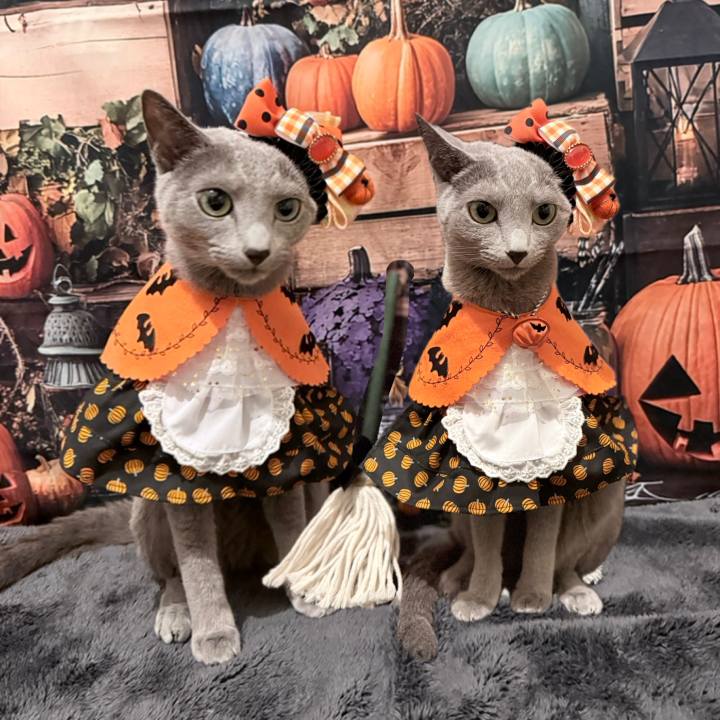 Edc1296e aa70 42a8 8b5a 48df8f363dbf 1763086387381