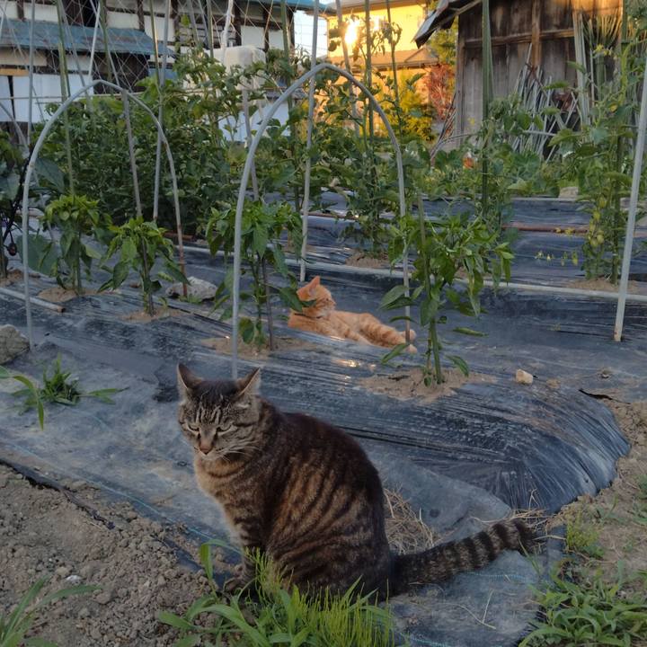 Edc13516 8426 4200 a82b 88bbf91886a0 1718360063258