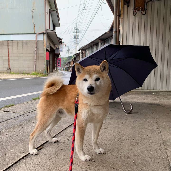 Edc176a3 99ea 411d 852c 62eac7db4424 1682409937229