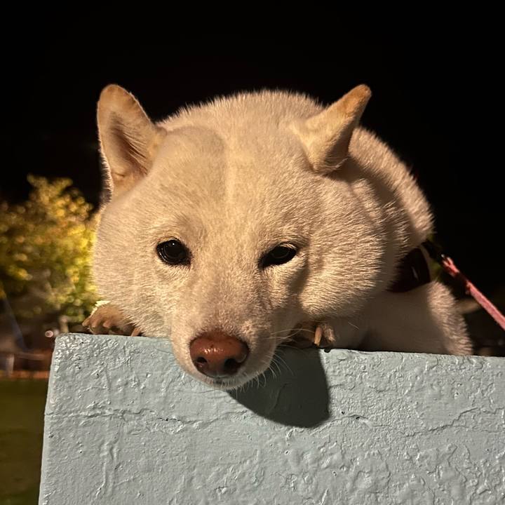 Edc2a9a4 735e 4f9e 914f 9c3b7c81d0ae 1762942361985